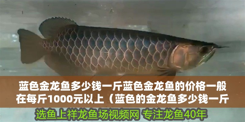藍色金龍魚多少錢一斤藍色金龍魚的價格一般在每斤1000元以上（藍色的金龍魚多少錢一斤） 藍色金龍魚多少錢一斤藍色金龍魚的價格一般在每斤1000元以上（藍色的金龍魚多少錢一斤） 觀賞魚百科 第2張