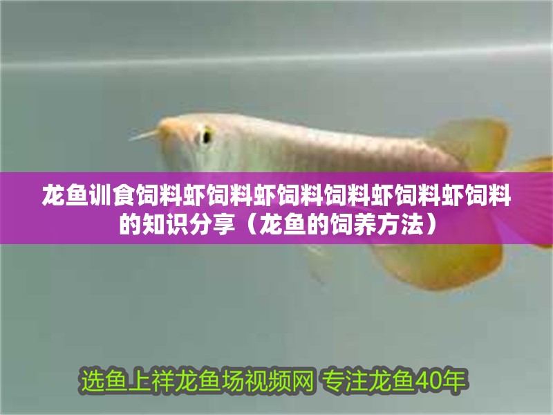 龍魚(yú)訓(xùn)食飼料蝦飼料蝦飼料飼料蝦飼料蝦飼料的知識(shí)分享（龍魚(yú)的飼養(yǎng)方法）