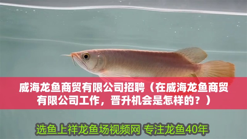 威海龍魚商貿有限公司招聘（在威海龍魚商貿有限公司工作，晉升機會是怎樣的？）