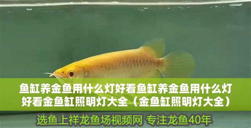 魚缸養金魚用什么燈好看魚缸養金魚用什么燈好看金魚缸照明燈大全（金魚缸照明燈大全）