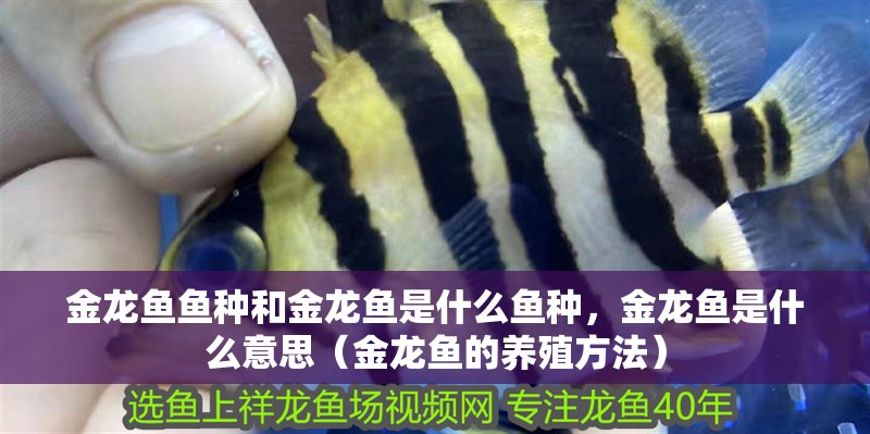 金龍魚魚種和金龍魚是什么魚種，金龍魚是什么意思（金龍魚的養殖方法）