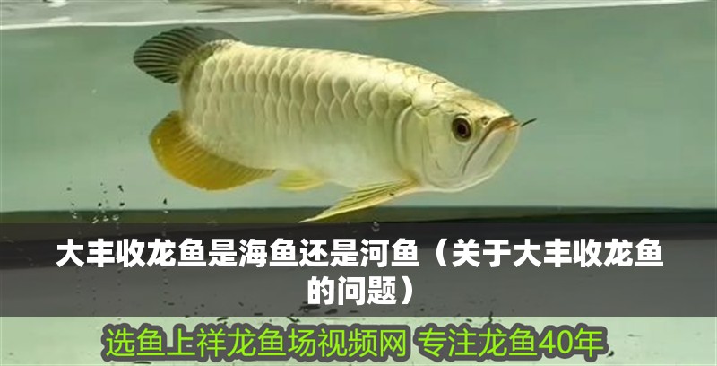 大豐收龍魚是海魚還是河魚（關于大豐收龍魚的問題）