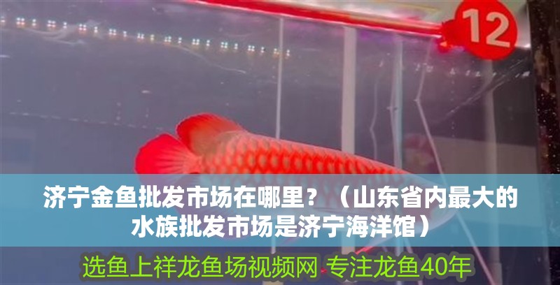 濟寧金魚批發市場在哪里？（山東省內最大的水族批發市場是濟寧海洋館） 濟寧金魚批發市場在哪里？（山東省內最大的水族批發市場是濟寧海洋館） 觀賞魚百科