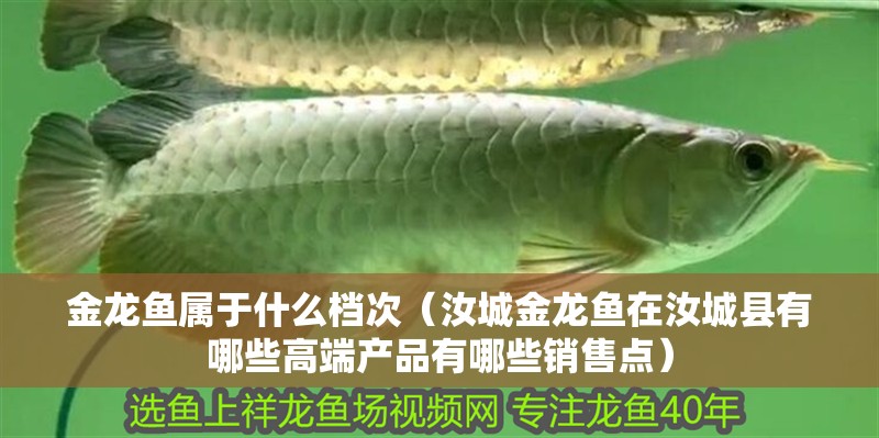 金龍魚屬于什么檔次（汝城金龍魚在汝城縣有哪些高端產品有哪些銷售點）