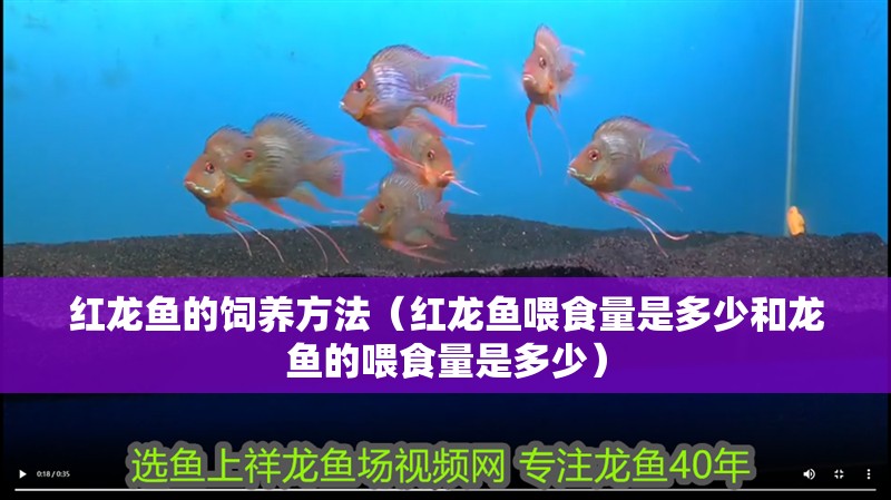 紅龍魚的飼養(yǎng)方法（紅龍魚喂食量是多少和龍魚的喂食量是多少）