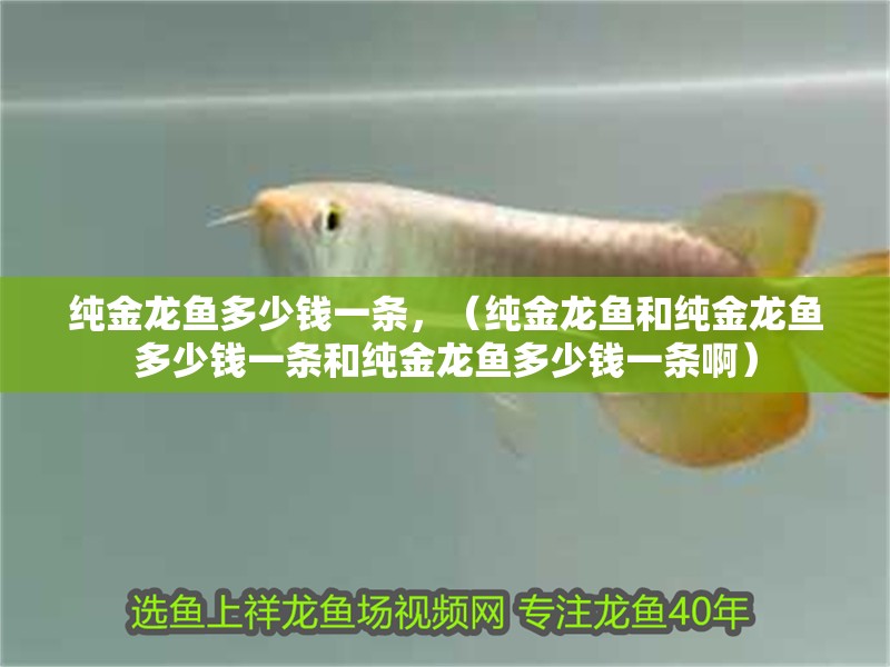 純金龍魚多少錢一條，（純金龍魚和純金龍魚多少錢一條和純金龍魚多少錢一條?。? title=