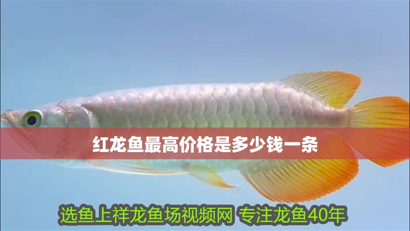 紅龍魚最高價(jià)格是多少錢一條