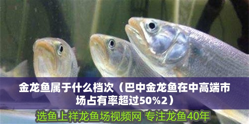 金龍魚屬于什么檔次（巴中金龍魚在中高端市場占有率超過50%2） 金龍魚屬于什么檔次（巴中金龍魚在中高端市場占有率超過50%2） 觀賞魚百科 第5張