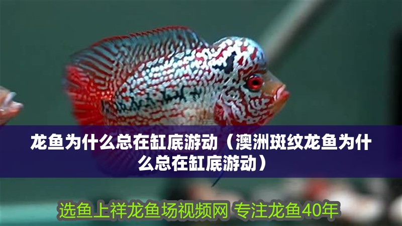 龍魚為什么總在缸底游動（澳洲斑紋龍魚為什么總在缸底游動）