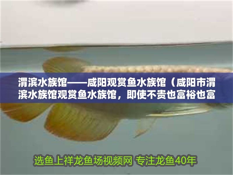 渭濱水族館——咸陽觀賞魚水族館（咸陽市渭濱水族館觀賞魚水族館，即使不貴也<strong><mark>富裕</mark></strong>也<strong><mark>富裕</mark></strong>）