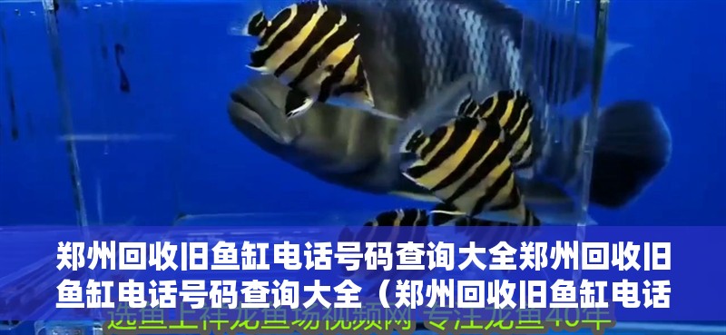 鄭州回收舊魚缸電話號碼查詢大全鄭州回收舊魚缸電話號碼查詢大全（鄭州回收舊魚缸電話號碼查詢大全） 鄭州回收舊魚缸電話號碼查詢大全鄭州回收舊魚缸電話號碼查詢大全（鄭州回收舊魚缸電話號碼查詢大全） 觀賞魚百科