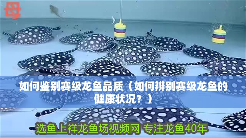 如何鑒別賽級龍魚品質(如何辨別賽級龍魚的健康狀況?) 觀賞魚百科 第2張 如何鑒別賽級龍魚品質(如何辨別賽級龍魚的健康狀況?) 如何鑒別賽級龍魚品質(如何辨別賽級龍魚的健康狀況?) 觀賞魚百科 第2張
