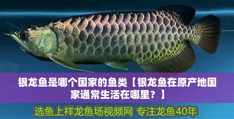 銀龍魚是哪個國家的魚類【銀龍魚在原產地國家通常生活在哪里？】