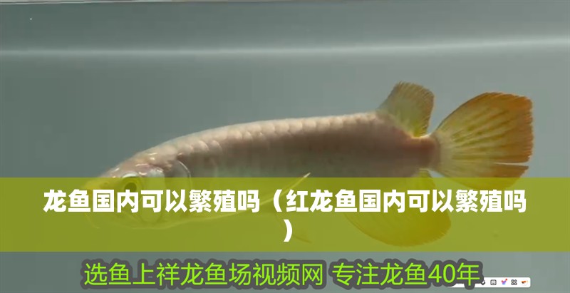 龍魚國內可以繁殖嗎（紅龍魚國內可以繁殖嗎）