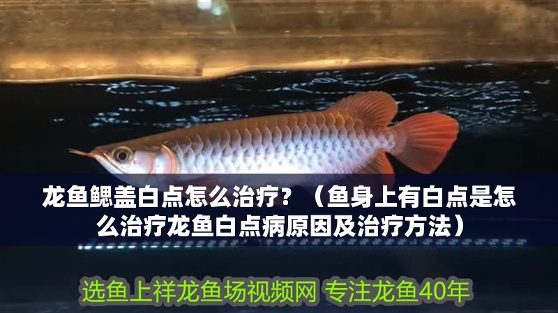 龍魚鰓蓋白點(diǎn)怎么治療？（魚身上有白點(diǎn)是怎么治療龍魚白點(diǎn)病原因及治療方法）
