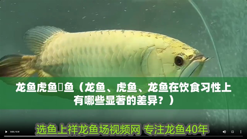 龍魚(yú)虎魚(yú)魟魚(yú)（龍魚(yú)、虎魚(yú)、龍魚(yú)在飲食習(xí)性上有哪些顯著的差異？）