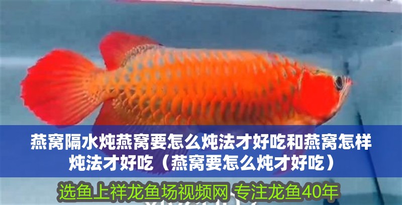 燕窩隔水燉燕窩要怎么燉法才好吃和燕窩怎樣燉法才好吃（燕窩要怎么燉才好吃） 燕窩隔水燉燕窩要怎么燉法才好吃和燕窩怎樣燉法才好吃（燕窩要怎么燉才好吃） 觀賞魚百科