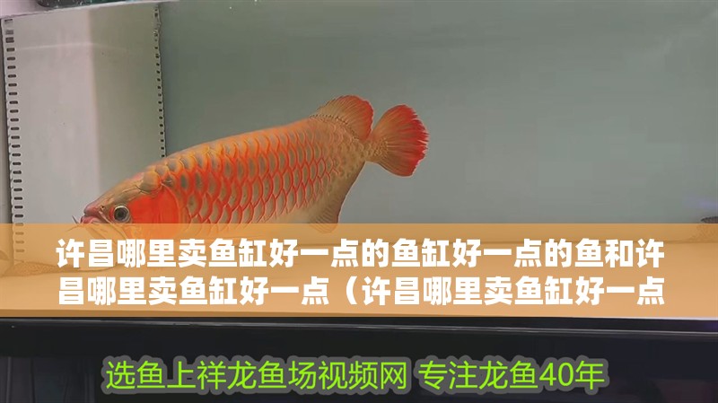 許昌哪里賣魚缸好一點的魚缸好一點的魚和許昌哪里賣魚缸好一點（許昌哪里賣魚缸好一點的魚）