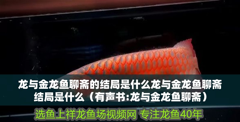 龍與金龍魚聊齋的結(jié)局是什么龍與金龍魚聊齋結(jié)局是什么（有聲書:龍與金龍魚聊齋）