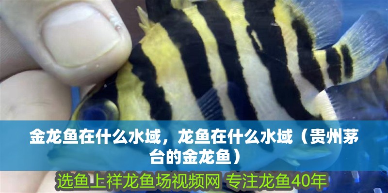 金龍魚(yú)在什么水域，龍魚(yú)在什么水域（貴州茅臺(tái)的金龍魚(yú)）