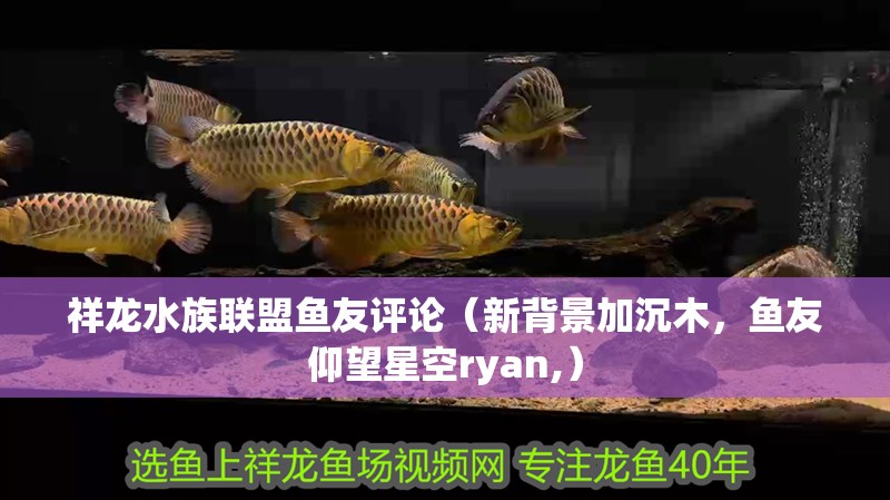 祥龍水族聯盟魚友評論（新背景加沉木，魚友仰望星空ryan,）