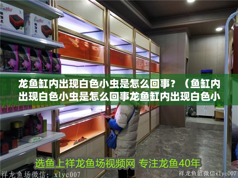 龍魚缸內(nèi)出現(xiàn)白色小蟲是怎么回事？（魚缸內(nèi)出現(xiàn)白色小蟲是怎么回事龍魚缸內(nèi)出現(xiàn)白色小蟲是怎么回事）