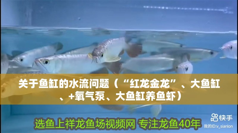關于魚缸的水流問題（“紅龍金龍”、大魚缸、+氧氣泵、大魚缸養魚蝦）