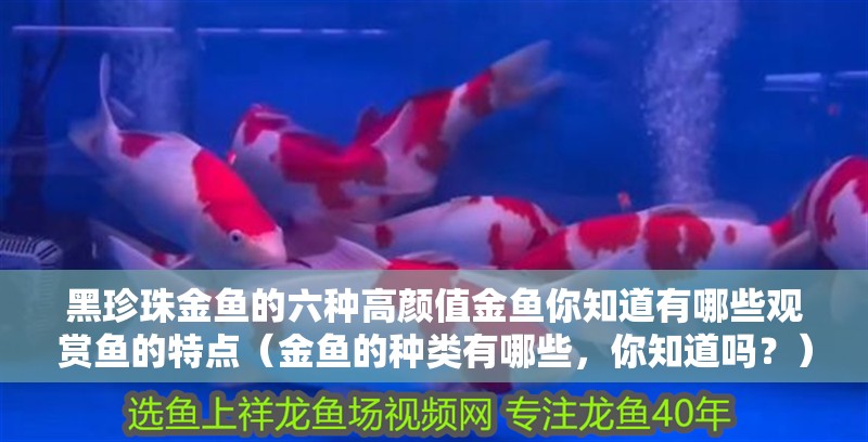 黑珍珠金魚(yú)的六種高顏值金魚(yú)你知道有哪些觀賞魚(yú)的特點(diǎn)（金魚(yú)的種類(lèi)有哪些，你知道嗎？）