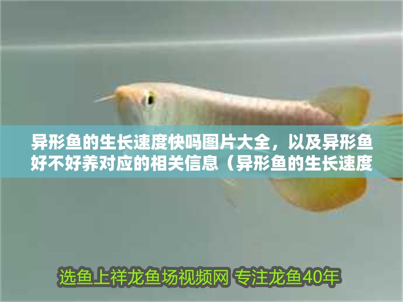 異形魚(yú)的生長(zhǎng)速度快嗎圖片大全，以及異形魚(yú)好不好養(yǎng)對(duì)應(yīng)的相關(guān)信息（異形魚(yú)的生長(zhǎng)速度） 異形魚(yú)的生長(zhǎng)速度快嗎圖片大全，以及異形魚(yú)好不好養(yǎng)對(duì)應(yīng)的相關(guān)信息（異形魚(yú)的生長(zhǎng)速度） 觀(guān)賞魚(yú)百科