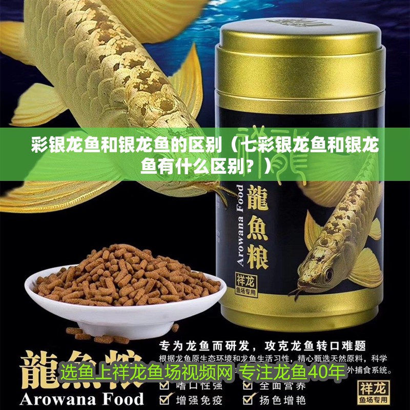 彩銀龍魚和銀龍魚的區別（七彩銀龍魚和銀龍魚有什么區別？）