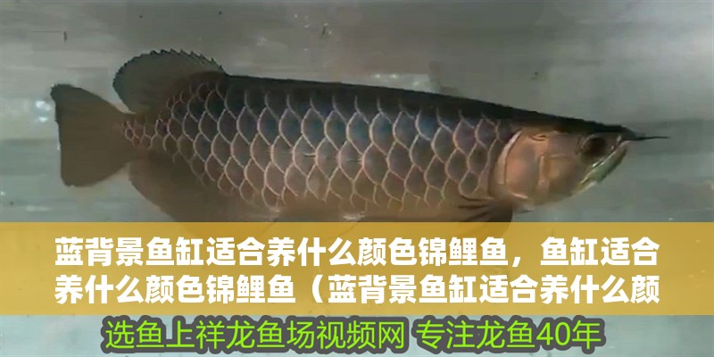 藍(lán)背景魚(yú)缸適合養(yǎng)什么顏色錦鯉魚(yú)，魚(yú)缸適合養(yǎng)什么顏色錦鯉魚(yú)（藍(lán)背景魚(yú)缸適合養(yǎng)什么顏色的錦鯉魚(yú)）