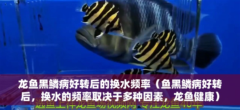 龍魚黑鱗病好轉后的換水頻率（魚黑鱗病好轉后，換水的頻率取決于多種因素，龍魚健康）