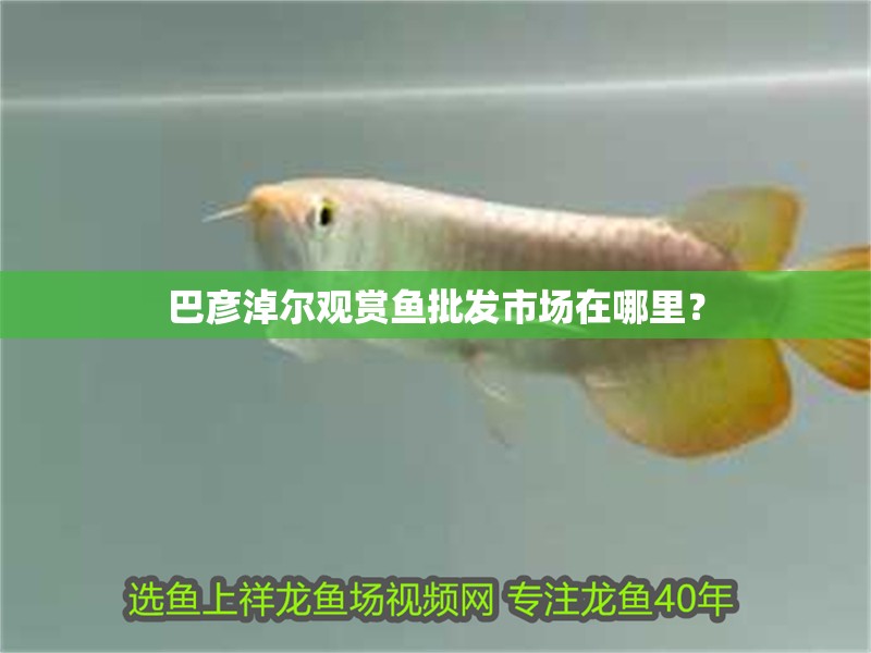 巴彥淖爾觀賞魚批發市場在哪里？