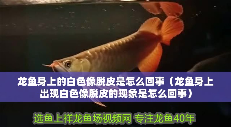 龍魚身上的白色像脫皮是怎么回事（龍魚身上出現白色像脫皮的現象是怎么回事） 龍魚身上的白色像脫皮是怎么回事（龍魚身上出現白色像脫皮的現象是怎么回事） 觀賞魚百科 第2張