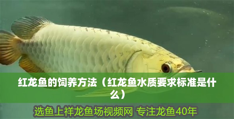 紅龍魚的飼養方法（紅龍魚水質要求標準是什么）