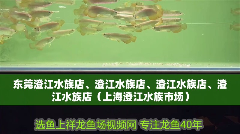 東莞<strong><mark>澄江</mark></strong>水族店、<strong><mark>澄江</mark></strong>水族店、<strong><mark>澄江</mark></strong>水族店、<strong><mark>澄江</mark></strong>水族店（上海<strong><mark>澄江</mark></strong>水族市場(chǎng)）
