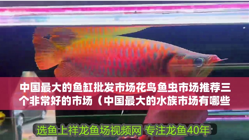 中國最大的魚缸批發市場花鳥魚蟲市場推薦三個非常好的市場（中國最大的水族市場有哪些？）