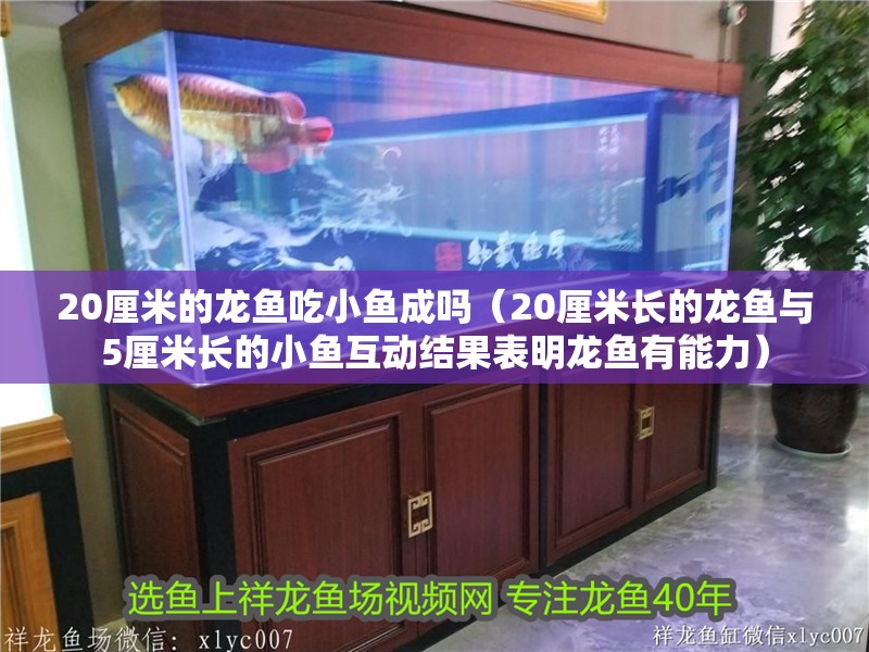 20厘米的龍魚吃小魚成嗎（20厘米長的龍魚與5厘米長的小魚互動結果表明龍魚有能力） 20厘米的龍魚吃小魚成嗎（20厘米長的龍魚與5厘米長的小魚互動結果表明龍魚有能力） 觀賞魚百科