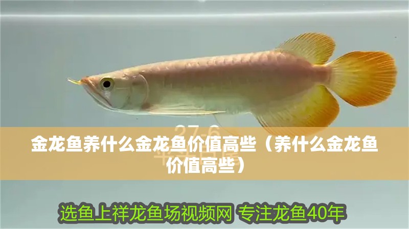 金龍魚養什么金龍魚價值高些（養什么金龍魚價值高些）
