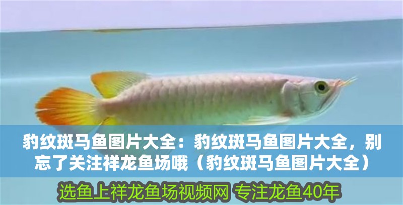 豹紋斑馬魚圖片大全：豹紋斑馬魚圖片大全，別忘了關注祥龍魚場哦（豹紋斑馬魚圖片大全）