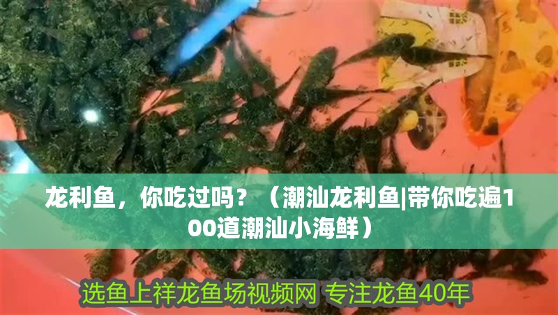 龍利魚，你吃過嗎？（潮汕龍利魚|帶你吃遍100道潮汕小海鮮） 龍利魚，你吃過嗎？（潮汕龍利魚|帶你吃遍100道潮汕小海鮮） 觀賞魚百科 第10張