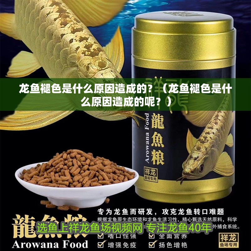 龍魚褪色是什么原因造成的？（龍魚褪色是什么原因造成的呢？） 龍魚褪色是什么原因造成的？（龍魚褪色是什么原因造成的呢？） 觀賞魚百科 第2張