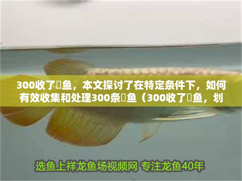 300收了魟魚，本文探討了在特定條件下，如何有效收集和處理300條魟魚（300收了魟魚，劃算不）