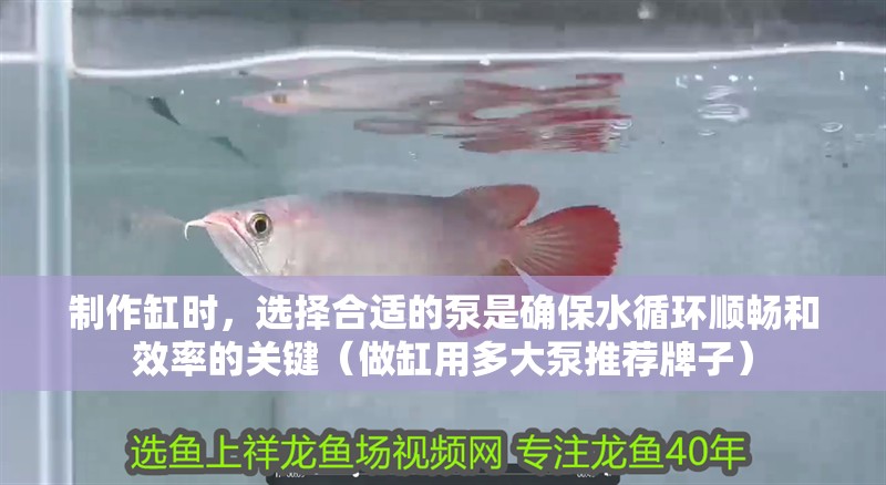 制作缸時，選擇合適的泵是確保水循環順暢和效率的關鍵（做缸用多大泵推薦牌子）