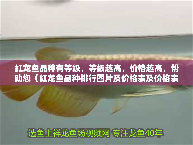 紅龍魚品種有等級，等級越高，價格越高，幫助您（紅龍魚品種排行圖片及價格表及價格表及價格表及價格表）