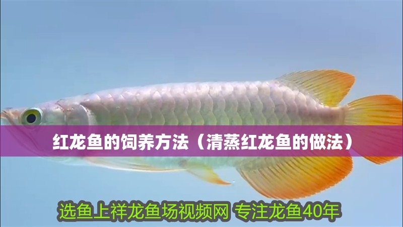 紅龍魚的飼養方法（清蒸紅龍魚的做法）