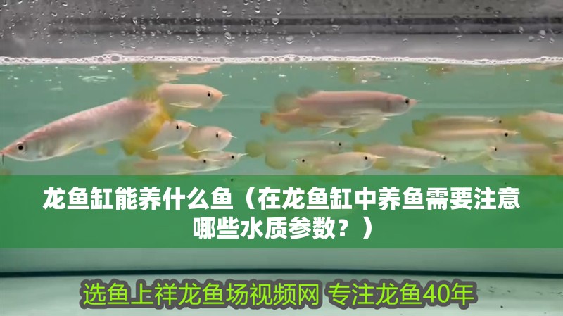 龍魚缸能養什么魚（在龍魚缸中養魚需要注意哪些水質參數？）