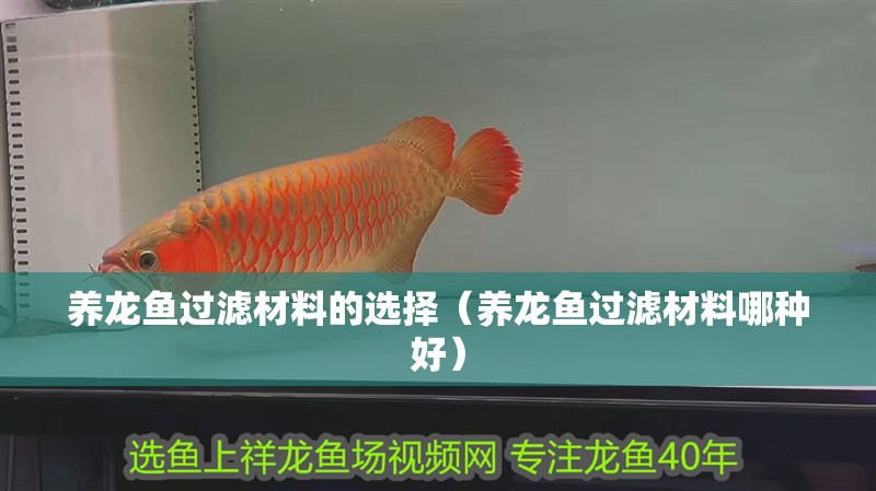 養龍魚過濾材料的選擇（養龍魚過濾材料哪種好）