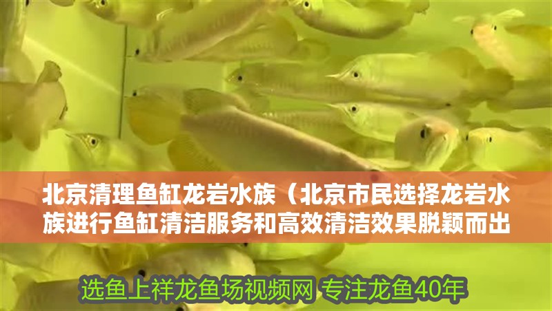 北京清理魚缸龍巖水族（北京市民選擇龍巖水族進(jìn)行魚缸清潔服務(wù)和高效清潔效果脫穎而出）