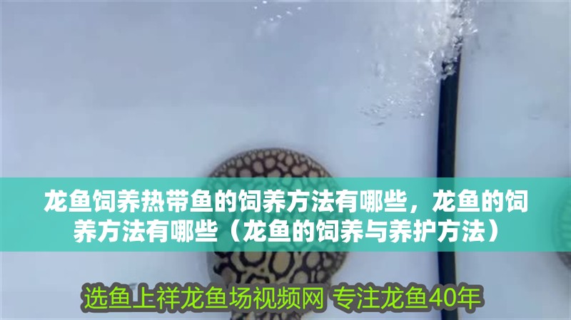 龍魚飼養熱帶魚的飼養方法有哪些，龍魚的飼養方法有哪些（龍魚的飼養與養護方法）